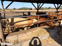 Kuh, Simmental cattle — Foto 2