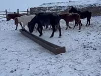 Pastuv, Mugalzhar horse — fotografija 5