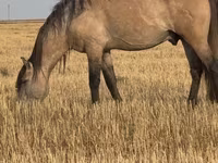 Pastuv, Bashkir horse — fotografija 4