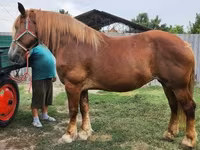 Кобила, Hungarian horse breed — фото 6
