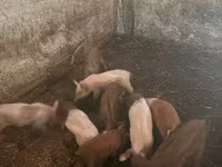母猪, Pigs — 照片 2