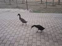 Indischer Laufente — Foto 3