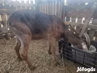 Koza, Nubian Goat — fotografija 2