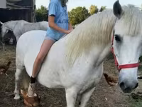 母马, Hungarian horse breed — 照片 2