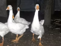 Geese — 写真 3