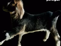 عنزة, Alpine goat — الصورة 2