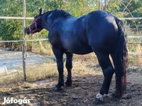 公马, Horses — 照片 2