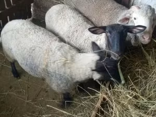 Schaf, Schafe