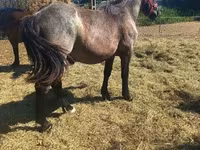 Caballo, Caballos — foto 4