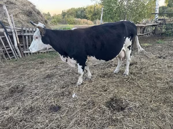 Krava, Russian Black pied cattle