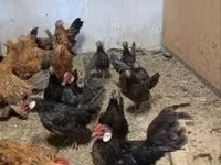 Chickens — zdjęcie 1