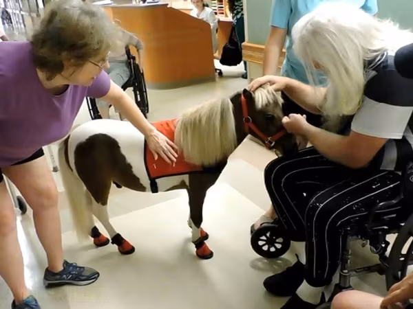 Kobila, Miniature horse