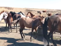 Pastuv, Mugalzhar horse — fotografija 2