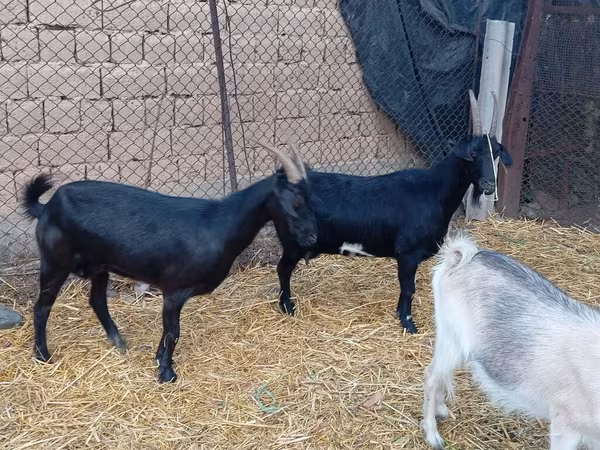Jarac, Saanen goat