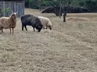 Widder, Racka sheep — Foto 2