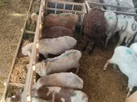 Ovca, Beulah Speckled face sheep — fotografija 3