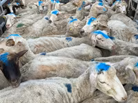 Ram, Sheep — photo 4