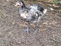 Australorp — photo 3