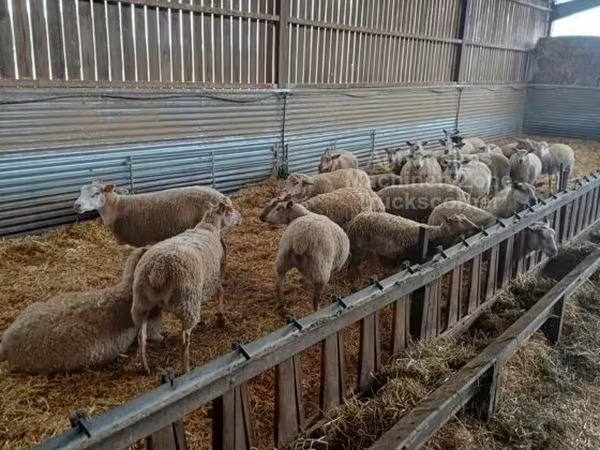 نعجة, Rouge de l’Ouest sheep