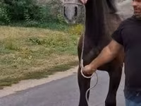 Cheval, Lipizzaner — photo 4