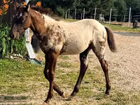 Kobila, Appaloosa — fotografija 8