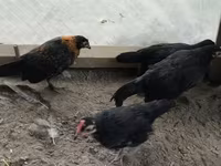 Чеська золота строката курка — фото 1