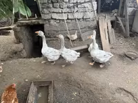 Geese — Foto 2