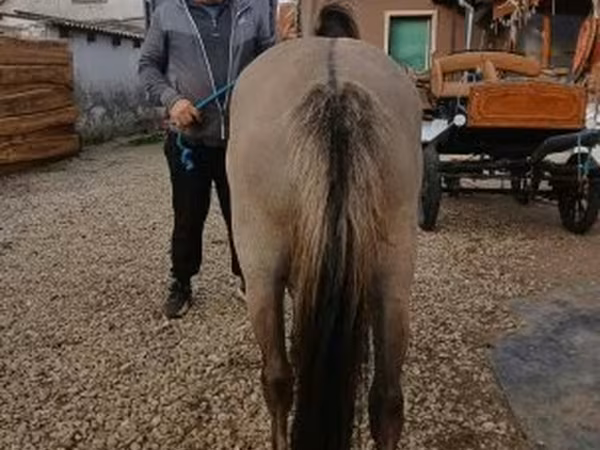 Stute, Fjогd