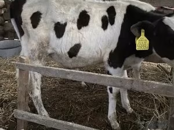 公牛, Russian Black pied cattle