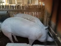 Қабан, Шошқалар — 1-сурет
