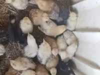 Chickens — الصورة 6