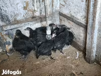 gallina danesa — foto 3