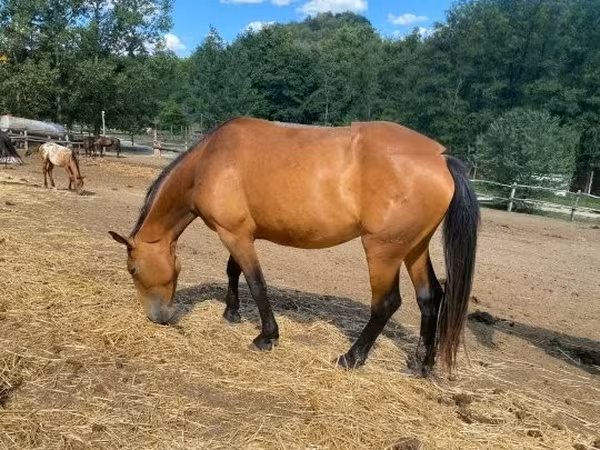 Toychoq, Nonius horse
