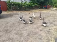 Geese — Foto 2