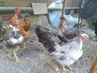 Chickens — photo 4