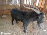 Goats (batch, sex not specified), Goats — photo 2