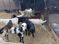 Jarac, Pomellata goat — fotografija 1