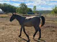 公马, Horses — 照片 6