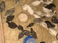 Turkeys — fotografija 4