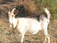 Cabra, Cabras — foto 1