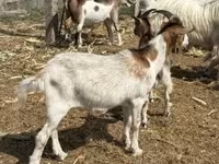 Billy Goat, Goats — photo 8