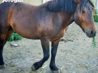 Caballo, Međimurje horse — foto 4