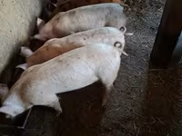 猪（批次，未指定性别）, Pigs — 照片 2