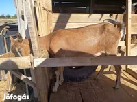 Коза, Альпийская коза — фото 8