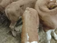 Goveda (partija, pol nije naveden), Simmental cattle — fotografija 3