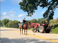 At, Quarter Horse — foto 5