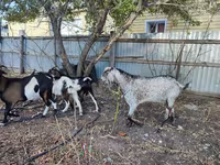 Koza, Kamori goats — fotografija 2