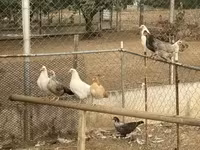 Turkeys — foto 3