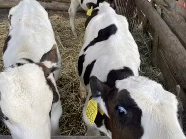 公牛, Russian Black pied cattle