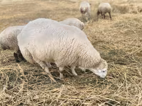 Ovan, Bardhoka sheep — fotografija 1